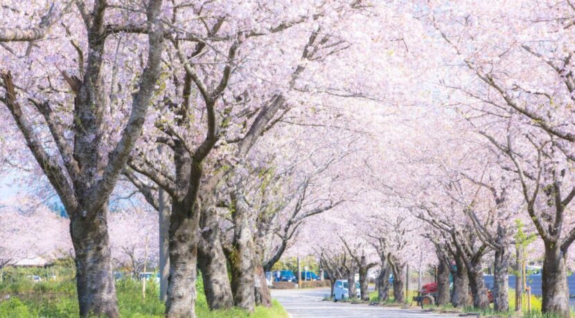お花見シーズン