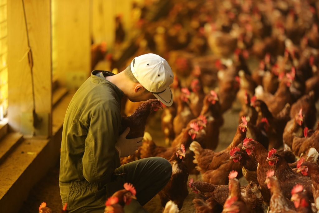 宮崎ナイトジョブ｜養鶏場