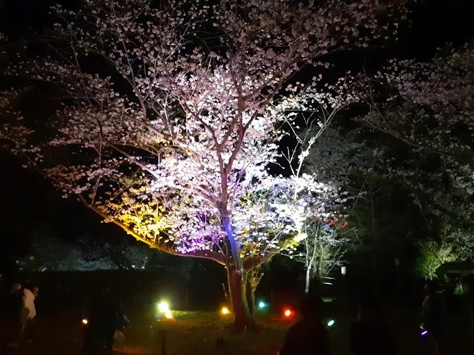 新年会の予定は:天ヶ城公園